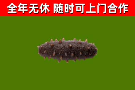 梨树区烟酒回收干海参.jpg